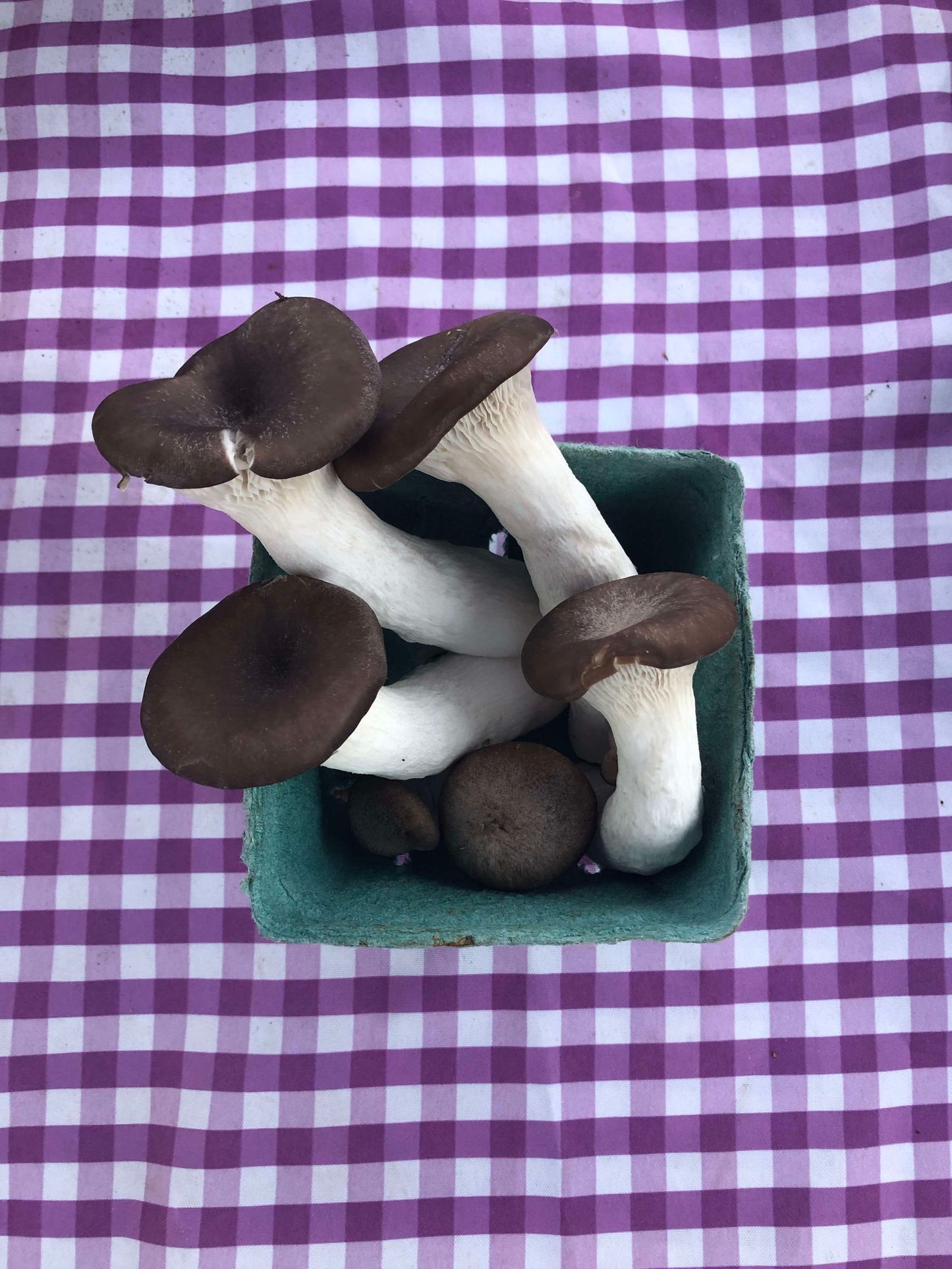 Pearl Oyster Mushrooms