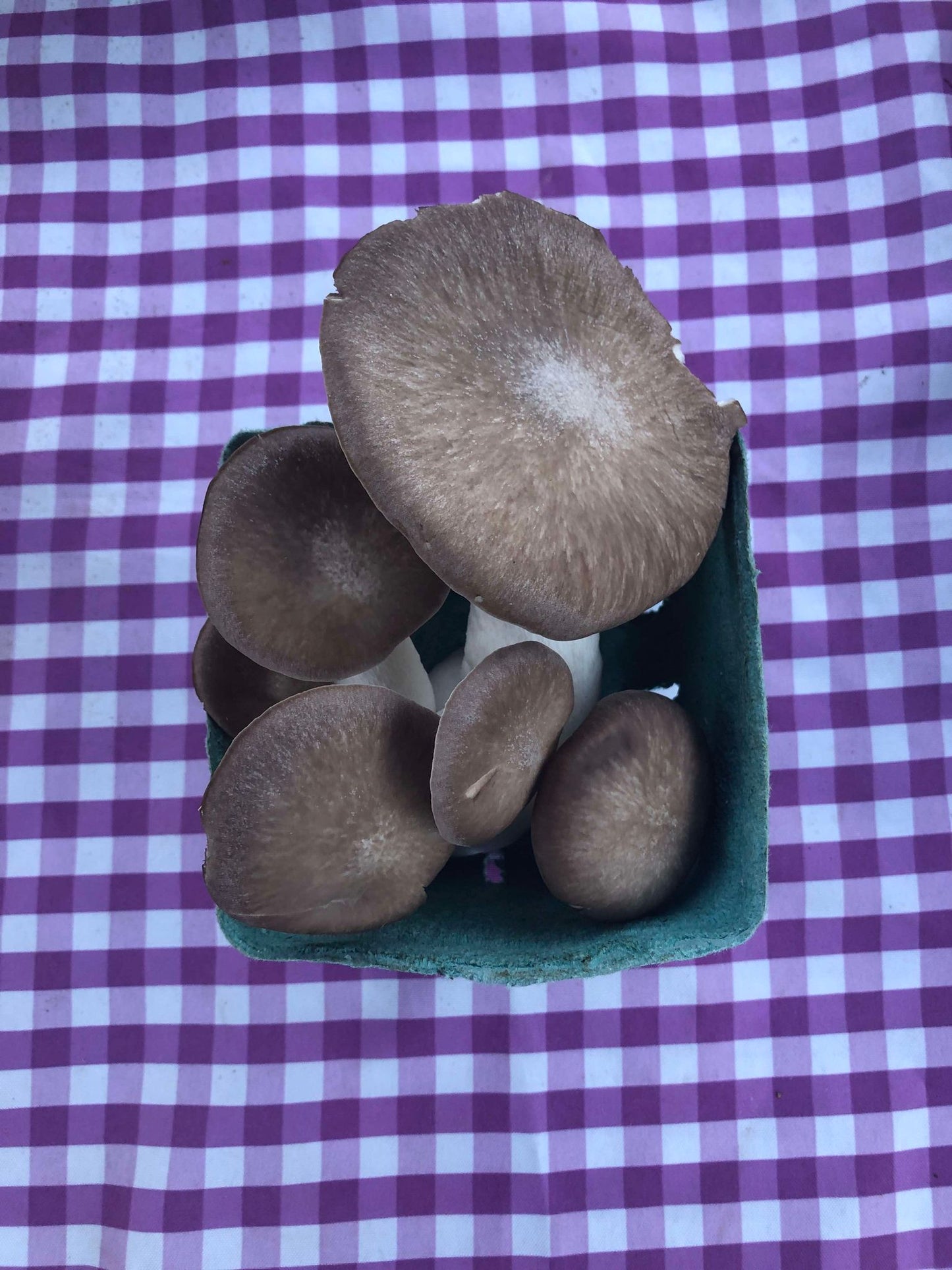 Pearl Oyster Mushrooms