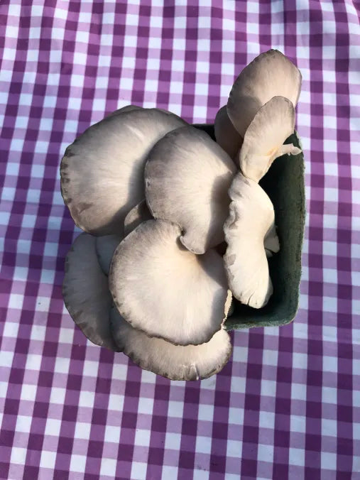 Picture of Blue Oyster Mushrooms