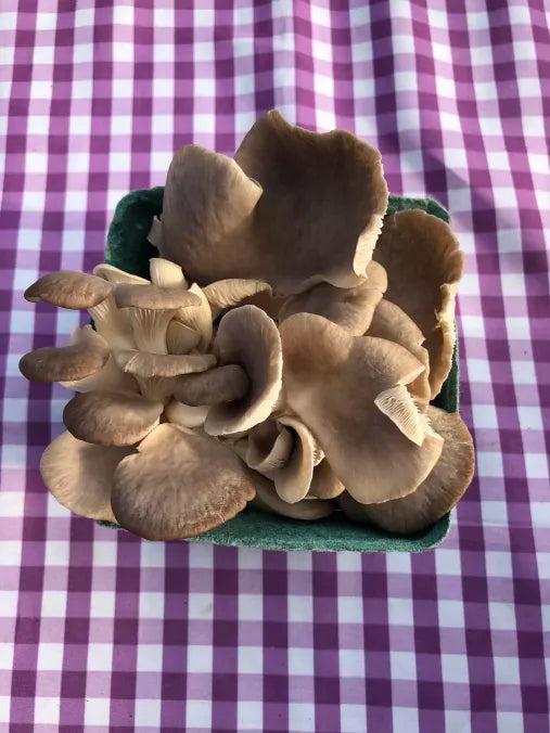 Picture of Brown Oyster Mushrooms