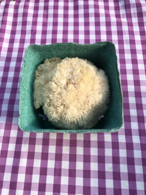 Picture of Lion's Mane Mushroom