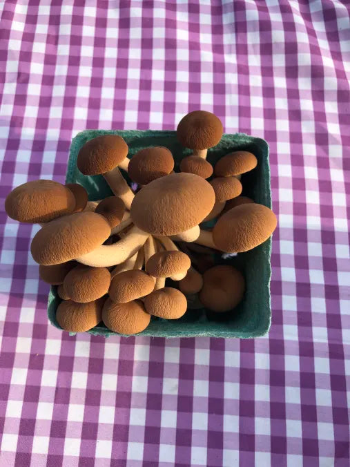 Picture of Pioppino Mushrooms