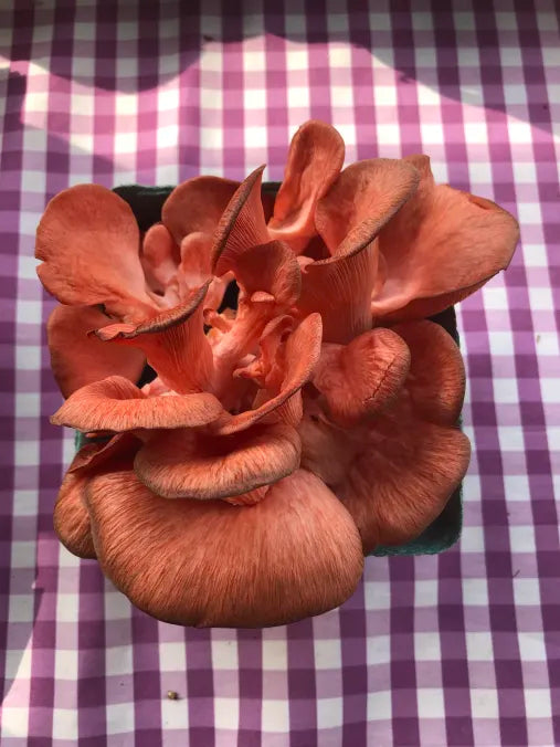 Picture of Red Oyster Mushrooms