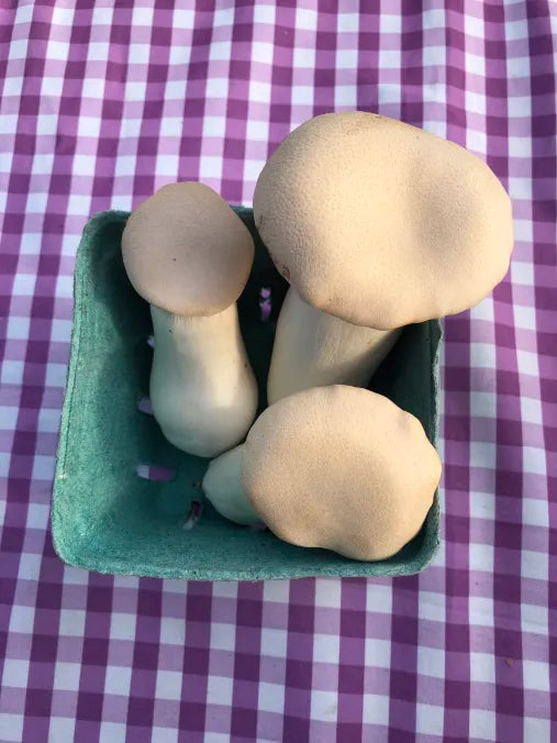 Picture of King Oyster Mushrooms