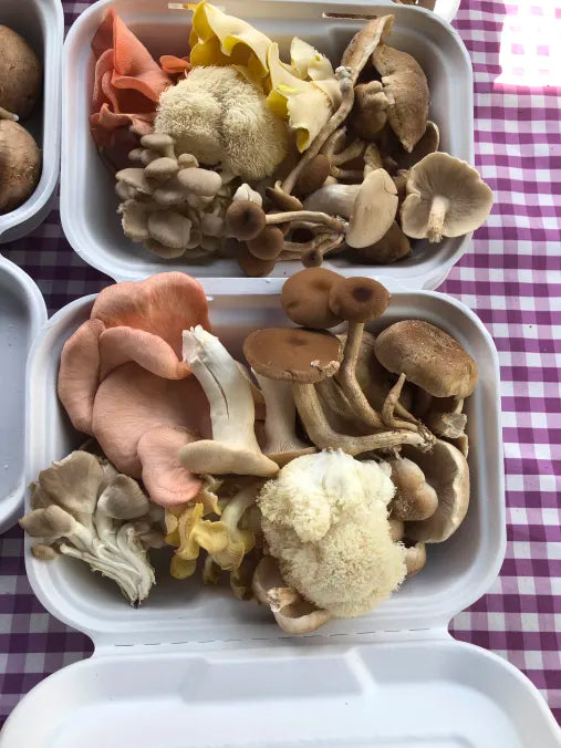 Picture of two boxes of Mixed Mushrooms