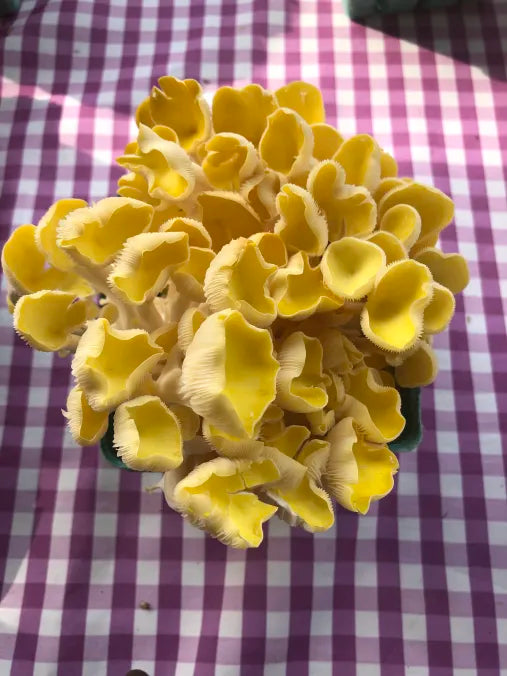 Picture of Yellow Oyster Mushrooms